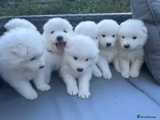Samoyed dogs Adorable Samoyed Puppies Looking for 5★ Homes - Advert 1