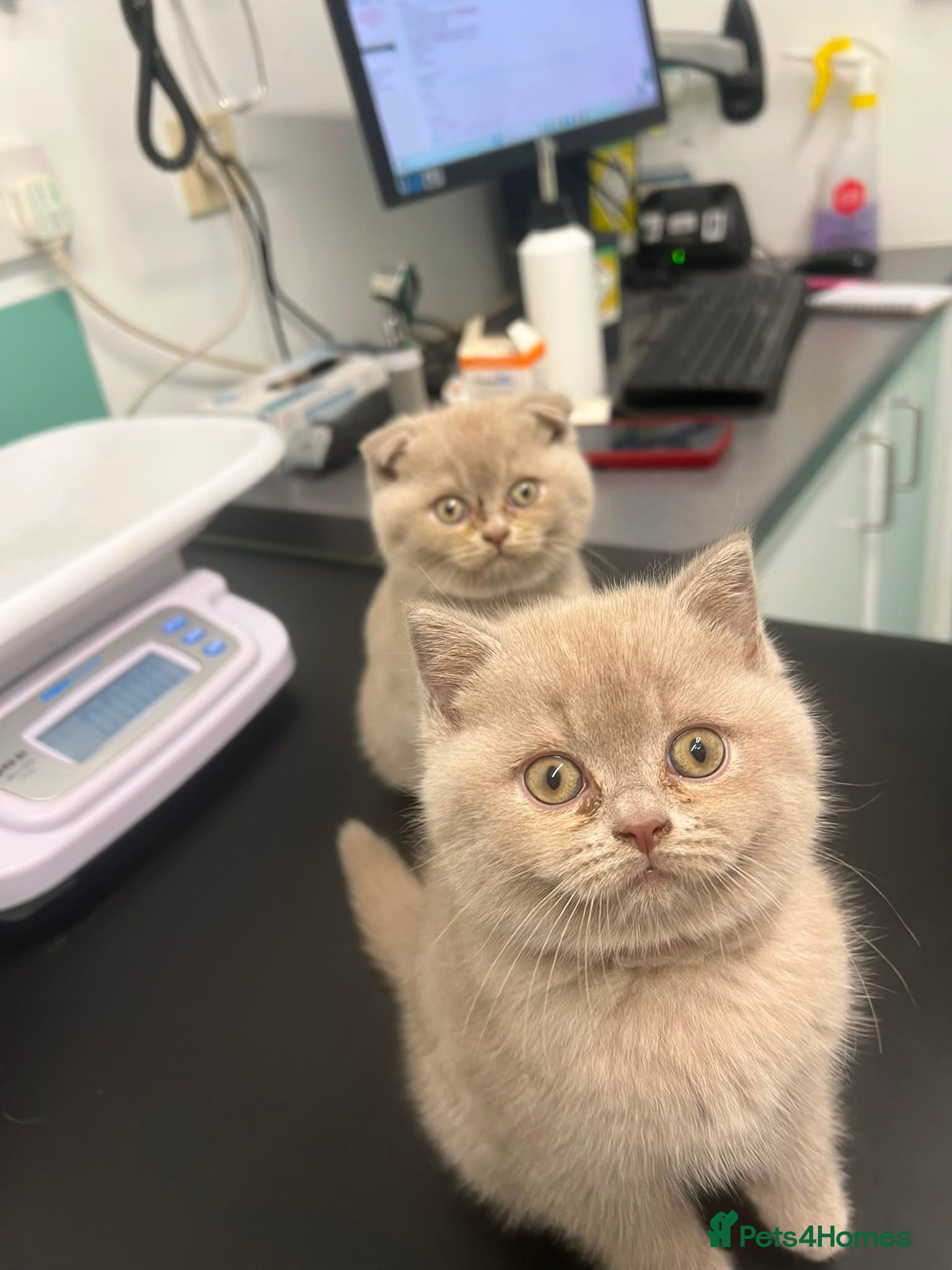British Shorthair cats Stunning Lilac British Shorthair x Scottish Fold - Advert 2