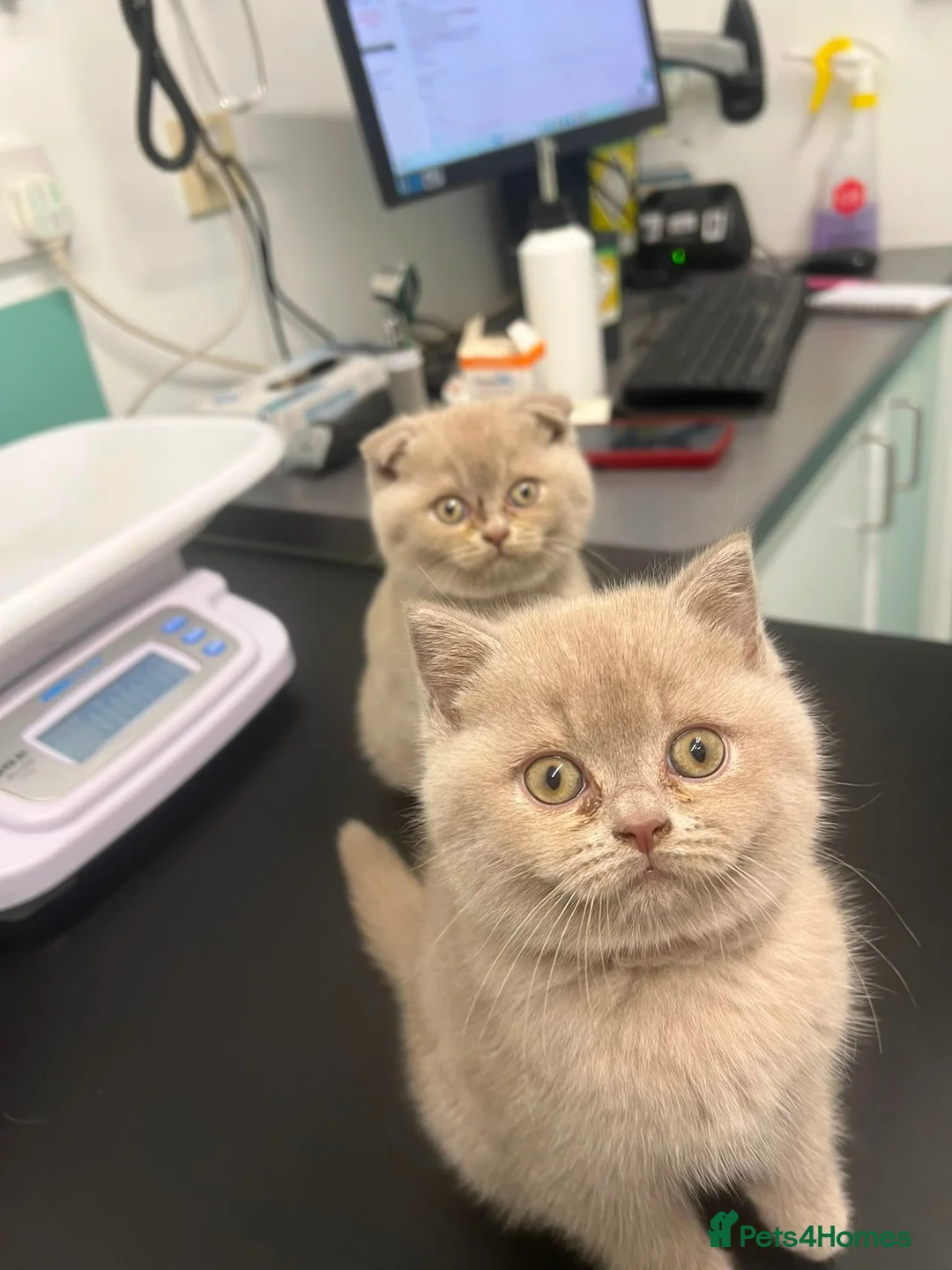 British Shorthair cats for sale: Stunning Lilac British Shorthair x Scottish Fold - Advert 2