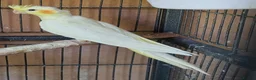 Cockatiels birds for sale: Beautiful Cockatiel Babies  - Advert 3
