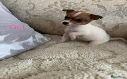 Jack Russell dogs for sale: Jack Russell  - Advert 5