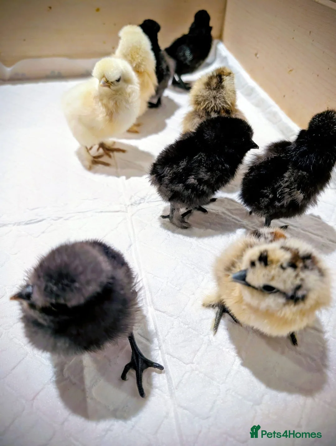 Chickens poultry for sale: USA bearded Silkie, Polish chicks  - Advert 5