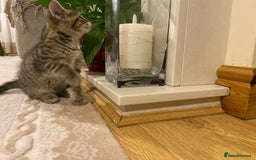 Mixed Breed cats for sale: Four gorgeous kittens  - Image 3
