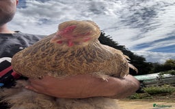 Chickens poultry for sale: Whole Laying Hen Flock for Sale, chicks, hens. - Image 8