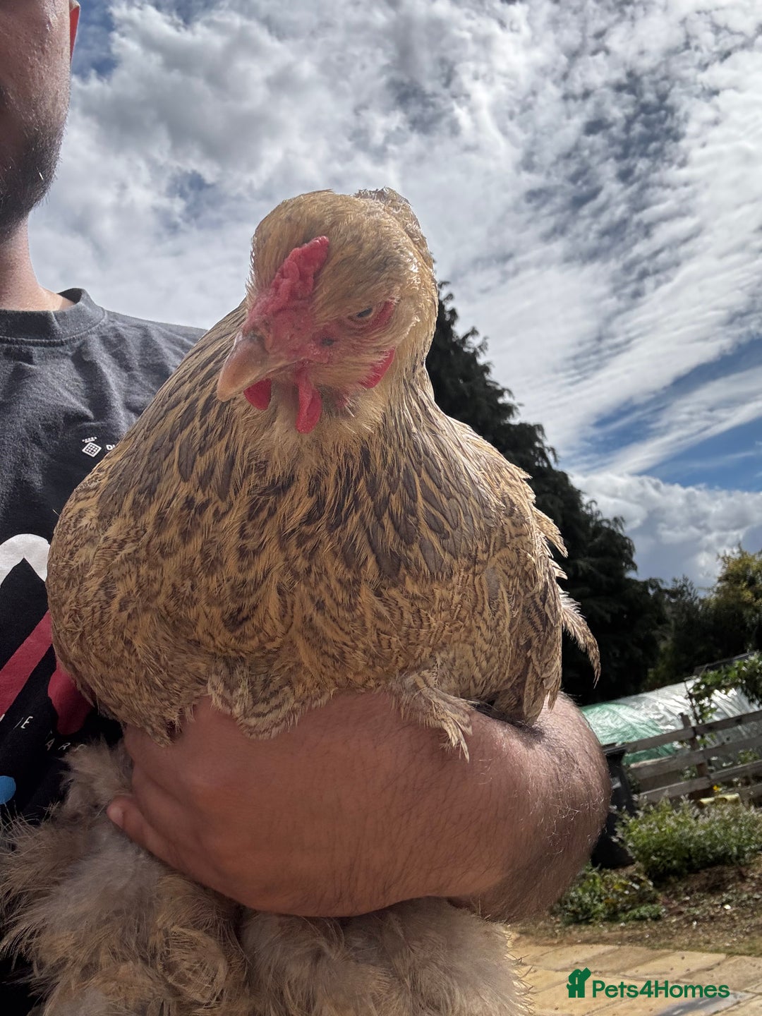 Chickens poultry for sale: Whole Laying Hen Flock for Sale, chicks, hens. - Image 8