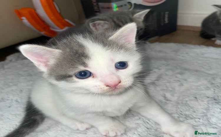 Mixed Breed cats - Advert 4