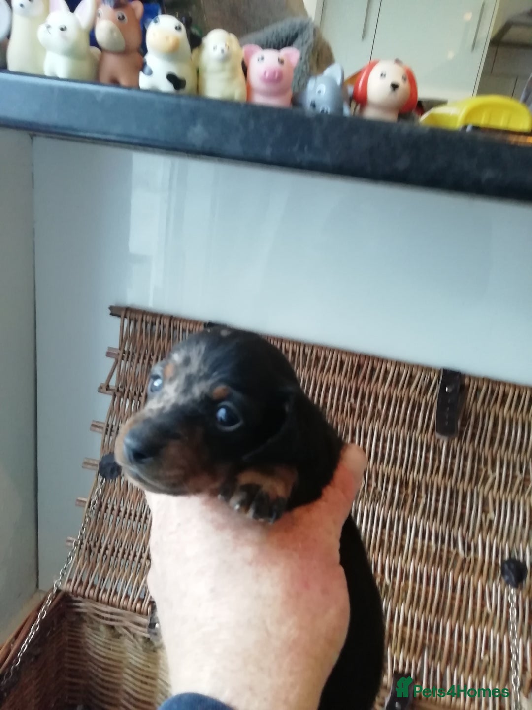 Miniature Dachshund dogs for sale: Miniature Dachshund  - Advert 3