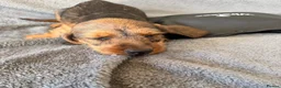 Miniature Dachshund dogs for sale: Beautiful wire miniature dachshund puppies 4 sale - Advert 37