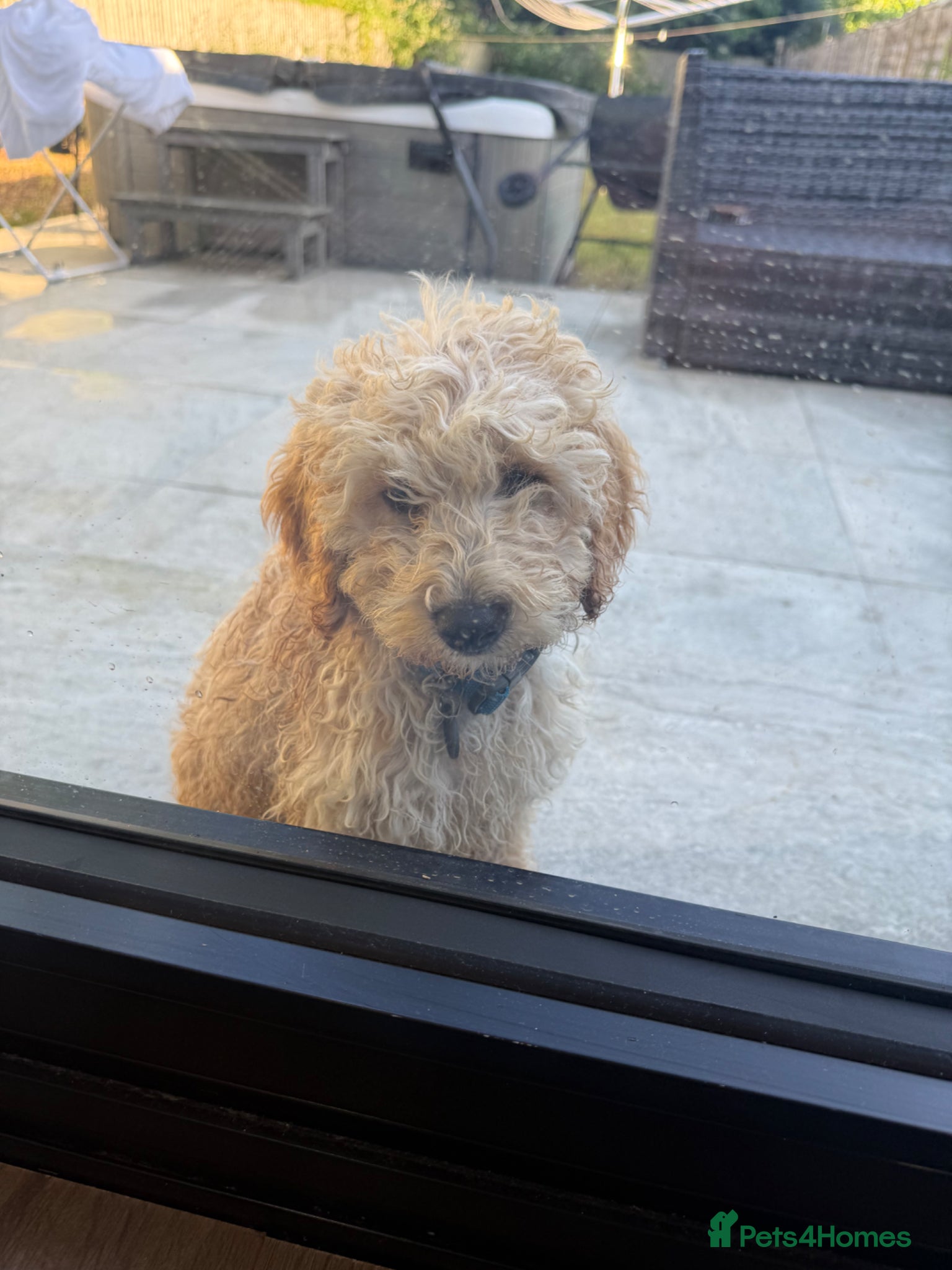 Cockapoo dogs 12 week cockapoo for sale  - Advert 1