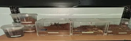Tarantulas invertebrates for sale: 20 Tarantulas for sale - Advert 2
