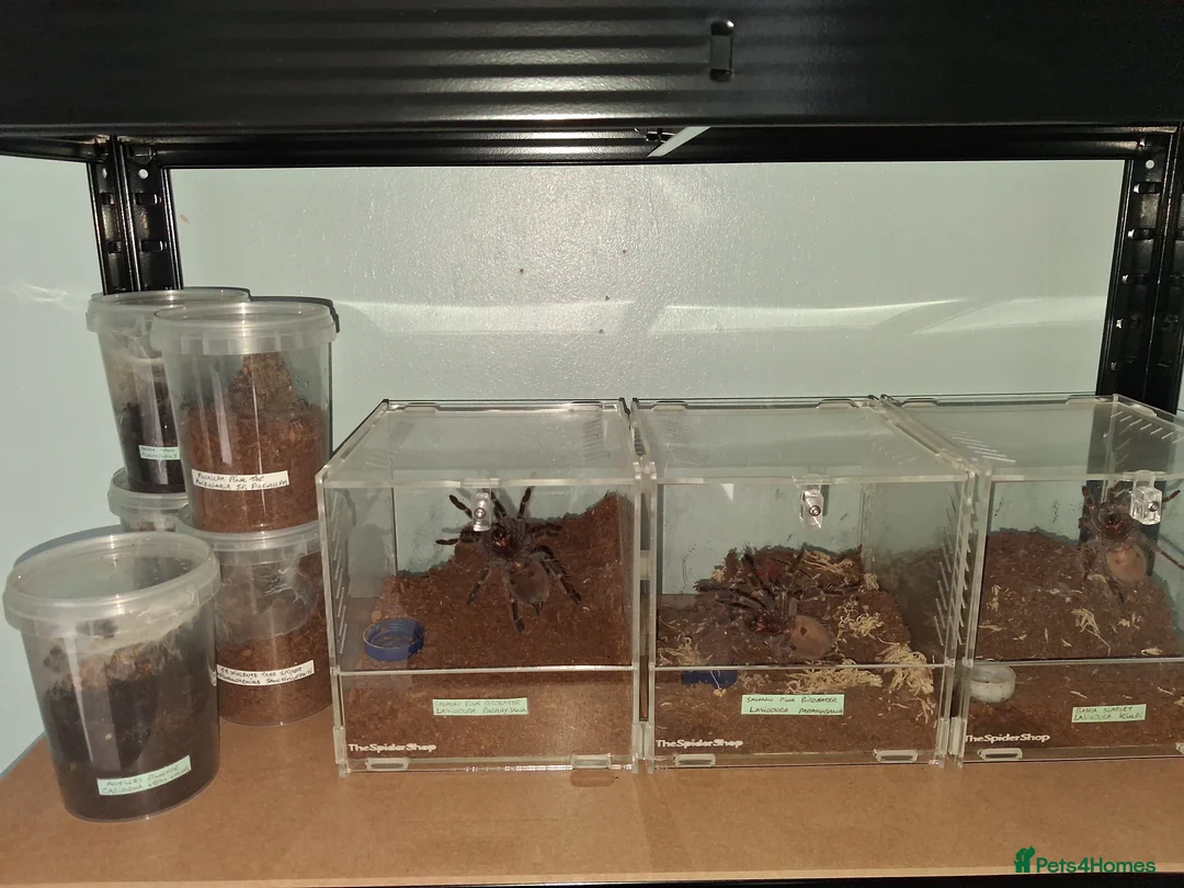 Tarantulas invertebrates for sale: 20 Tarantulas for sale - Advert 2