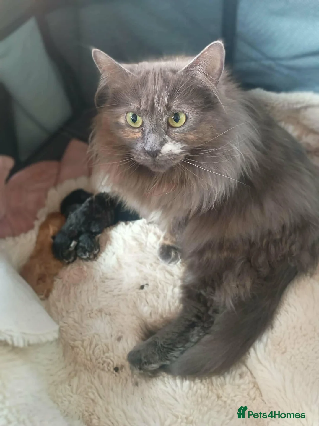 Mixed Breed cats for sale: Maine Coone X Ragdoll kittens in Weston-super-Mare - Advert 7