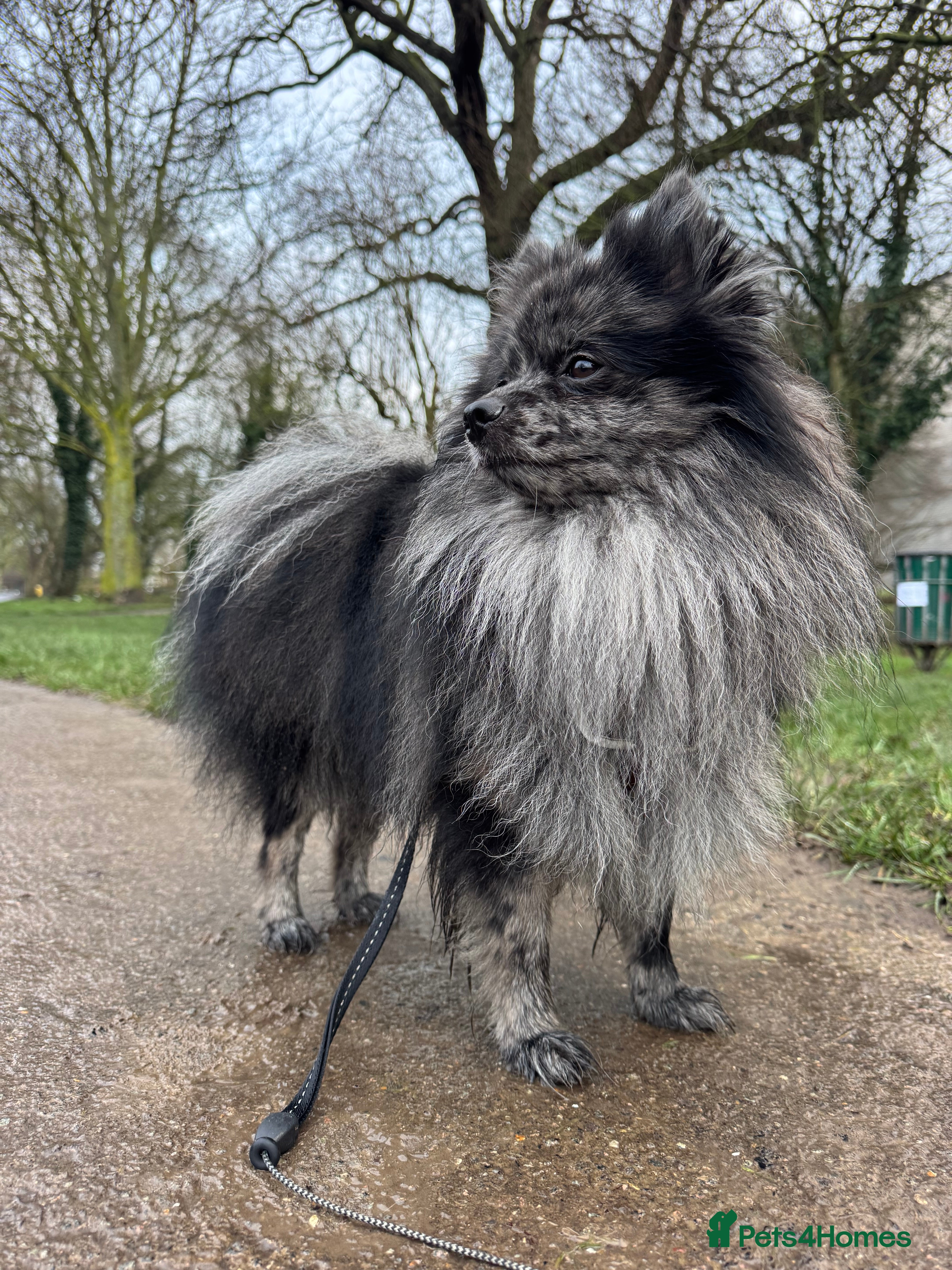 Pomeranian dogs High-Quality Blue Merle Pomeranian Stud| Abu Dhabi - Advert 4