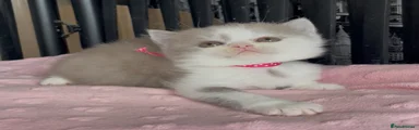 British Shorthair Kitten 6