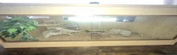 Bearded Dragon reptiles for sale: Male beared dragon plus viv  in South Shields - Advert 2