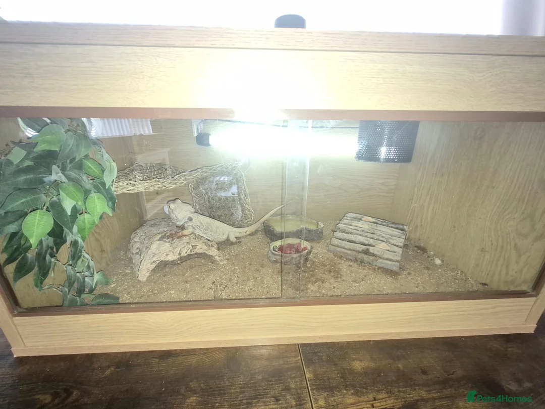 Bearded Dragon reptiles for sale: Male beared dragon plus viv  in South Shields - Advert 2