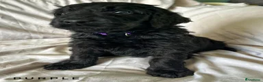 Newfypoo Purple Puppy 8