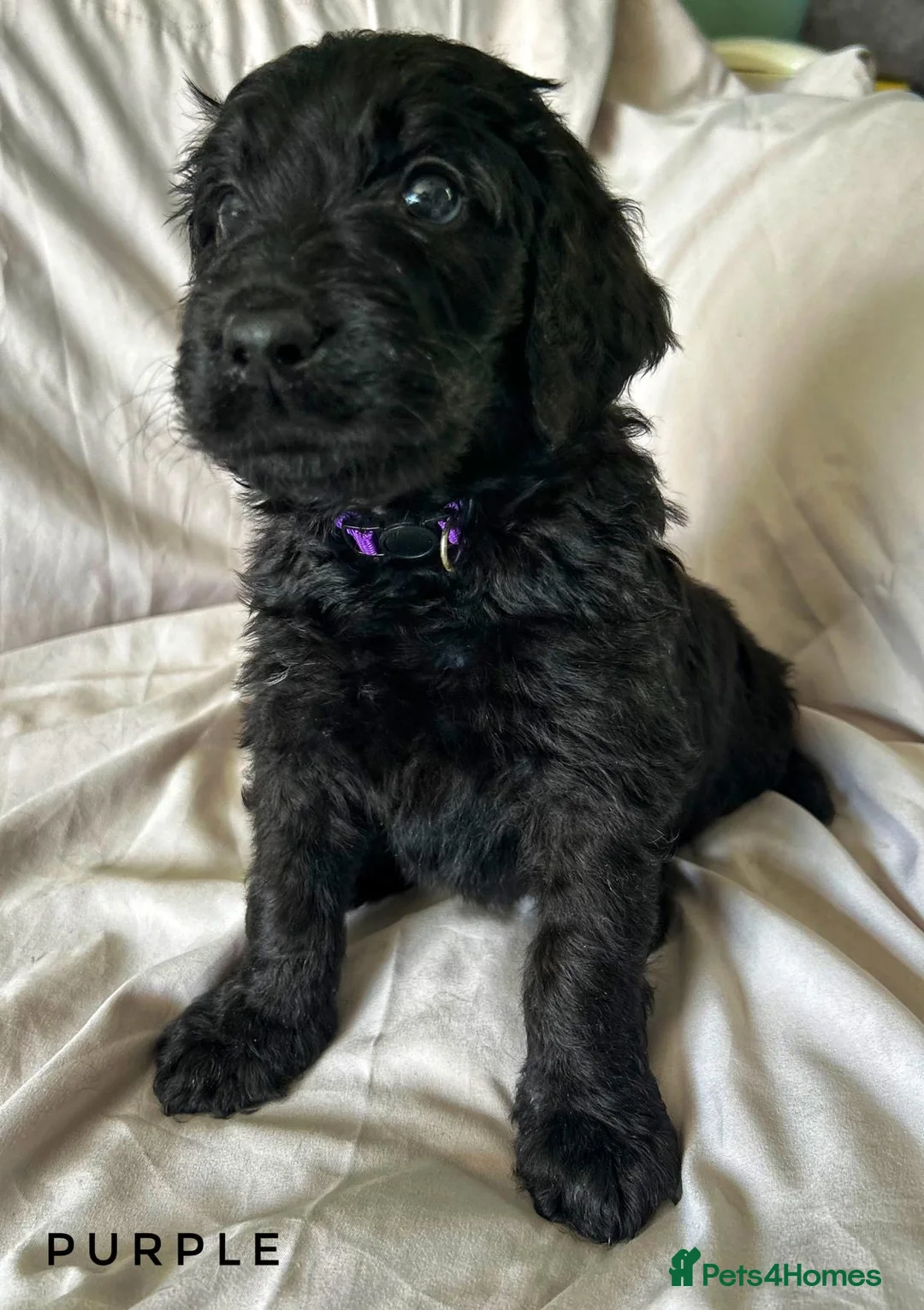 Newfypoo dogs for sale: 8 Beautiful F1 Newfypoo Puppies  - Advert 2