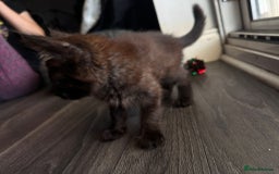 Balinese cats for sale: Kitten for sale - Image 4