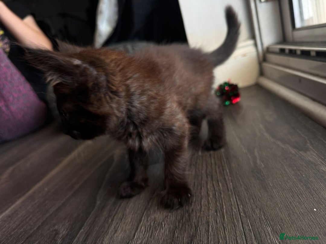 Balinese cats for sale: Kitten for sale - Image 4