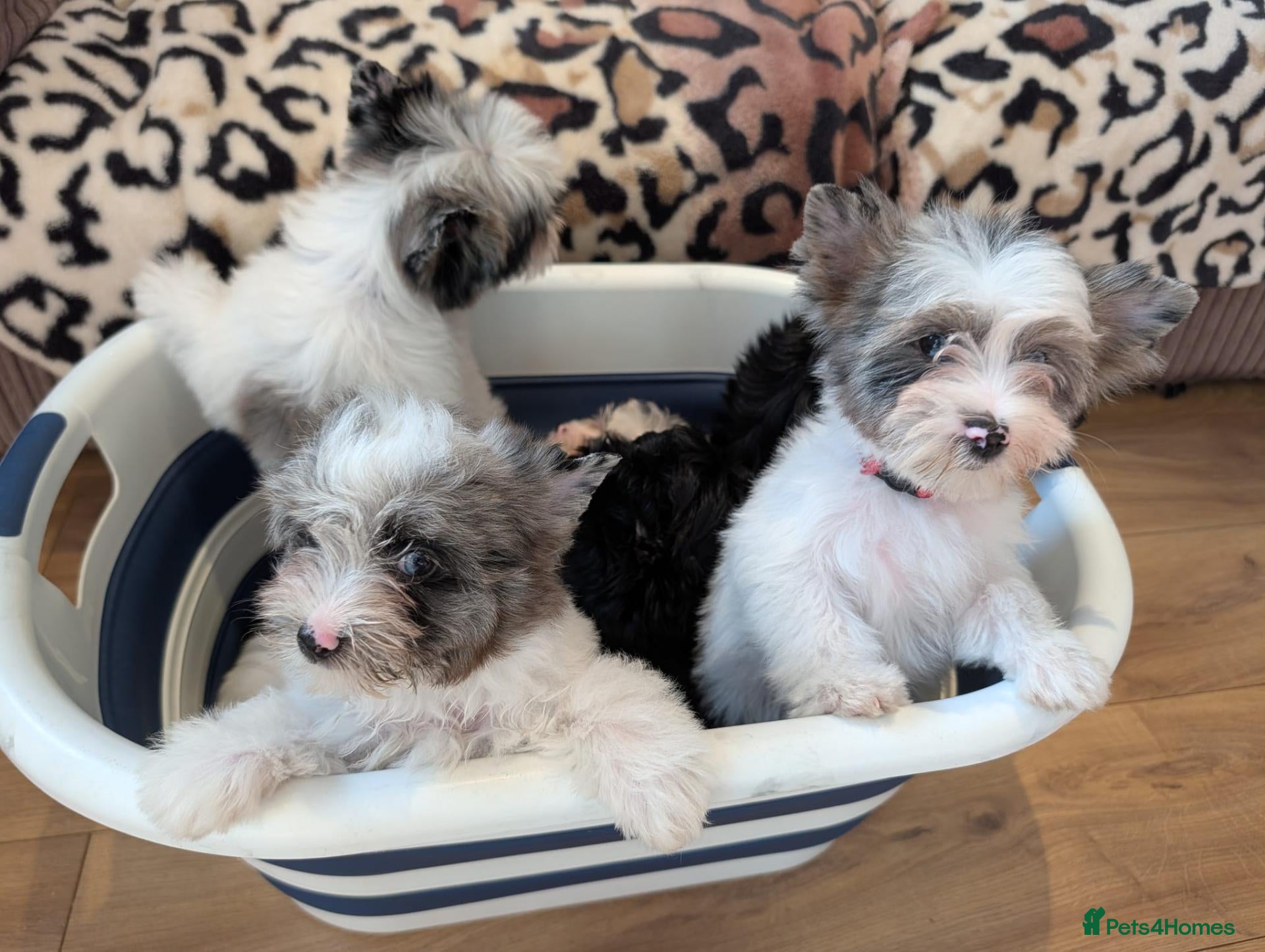 Yorkshire Terrier dogs Stunning Yorkshire Litter of Unique Colours - Advert 4
