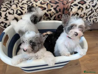 Yorkshire Terrier dogs Stunning Yorkshire Litter of Unique Colours - Advert 2
