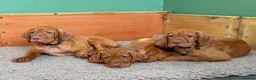 Hungarian Vizsla dogs for sale: 🇭🇺 Hungarian Vizsla puppies 🇭🇺 - Advert 2