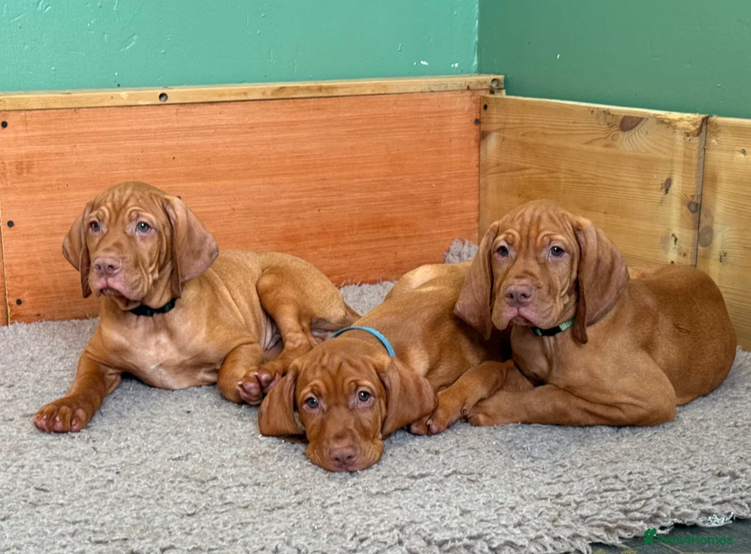 Hungarian Vizsla dogs for sale: 🇭🇺 Hungarian Vizsla puppies 🇭🇺 - Advert 2