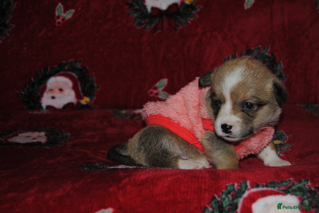 Welsh Corgi Pembroke dogs for sale: Welsh Pembroke Corgi Puppies - Girls Available - Advert 2