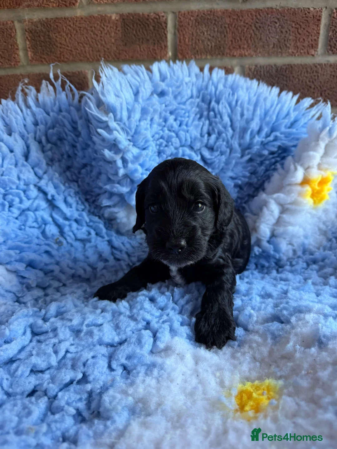 Cockapoo dogs for sale: ⭐️ F1 Cockapoos ~ Health Tested Parents ⭐️ - Advert 13