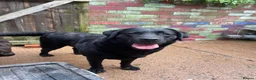 Goldador dogs for sale: 8 adorable goldadors  in Ledbury - Advert 13
