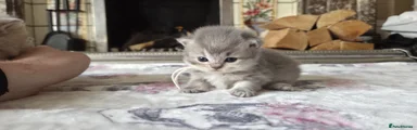 British Shorthair 3
