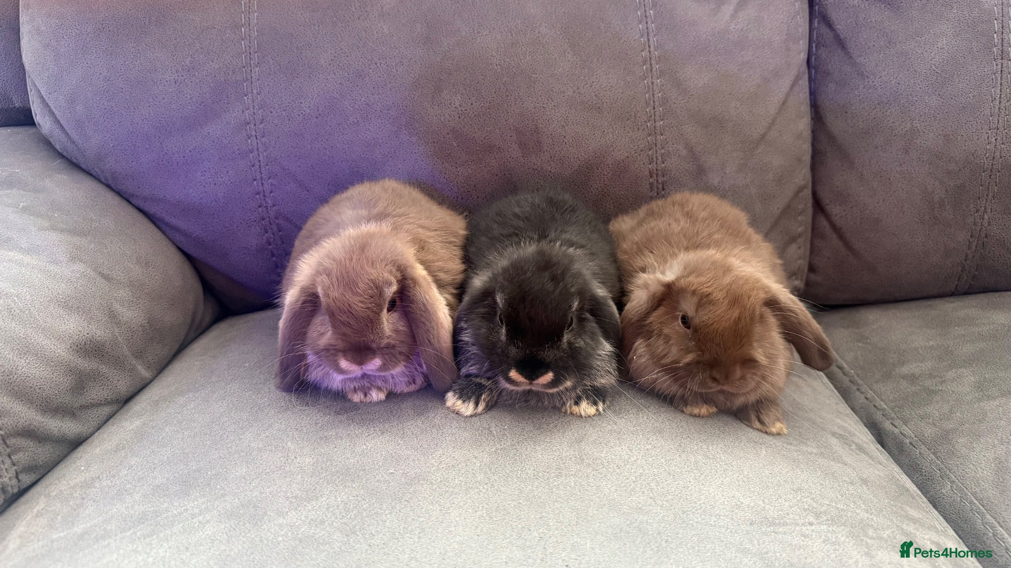 Mini Lop rabbits for sale: Beautiful Pure Mini Lops - Advert 2