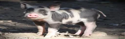 Pig livestock for sale: Genuine Juliana Line Micro Pigs - Advert 6
