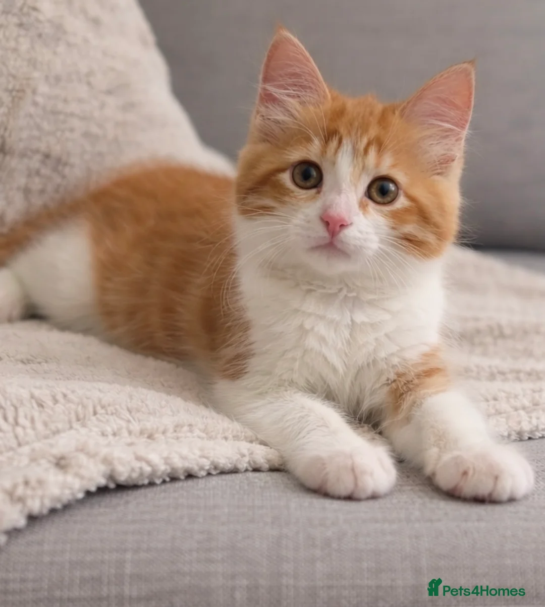 Mixed Breed cats for sale: British shorthair cross ragdoll  - Advert 1