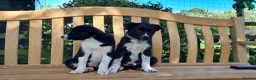 Border Collie dogs for sale: ISDS Registered Border Collie pup - Advert 7