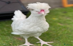 Chickens poultry for sale: Polish bantam cockerels - Image 3