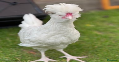 Chickens poultry - Advert 3