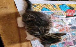 Domestic Shorthair cats for sale: 9 beautiful kittens - Image 1
