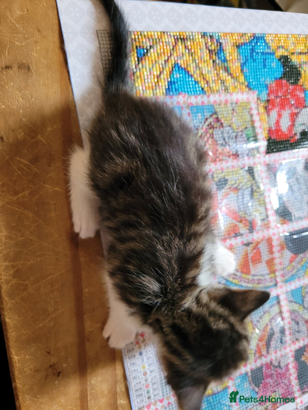 Domestic Shorthair cats for sale: 9 beautiful kittens - Image 1