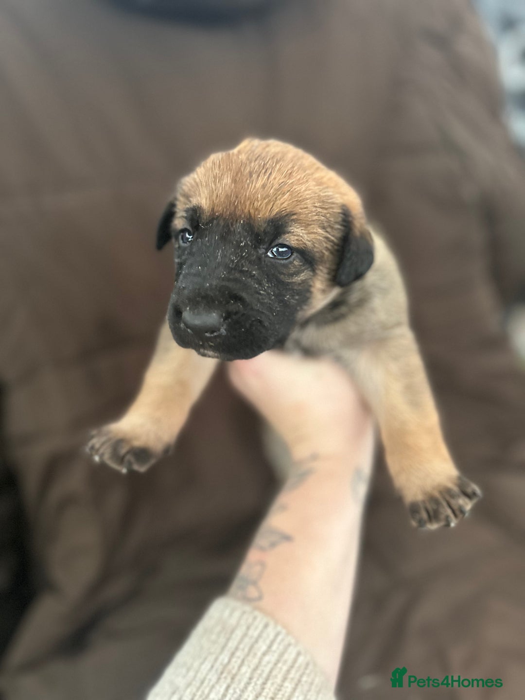Mixed Breed dogs for sale: Dutch Herder Puppies  - Advert 30