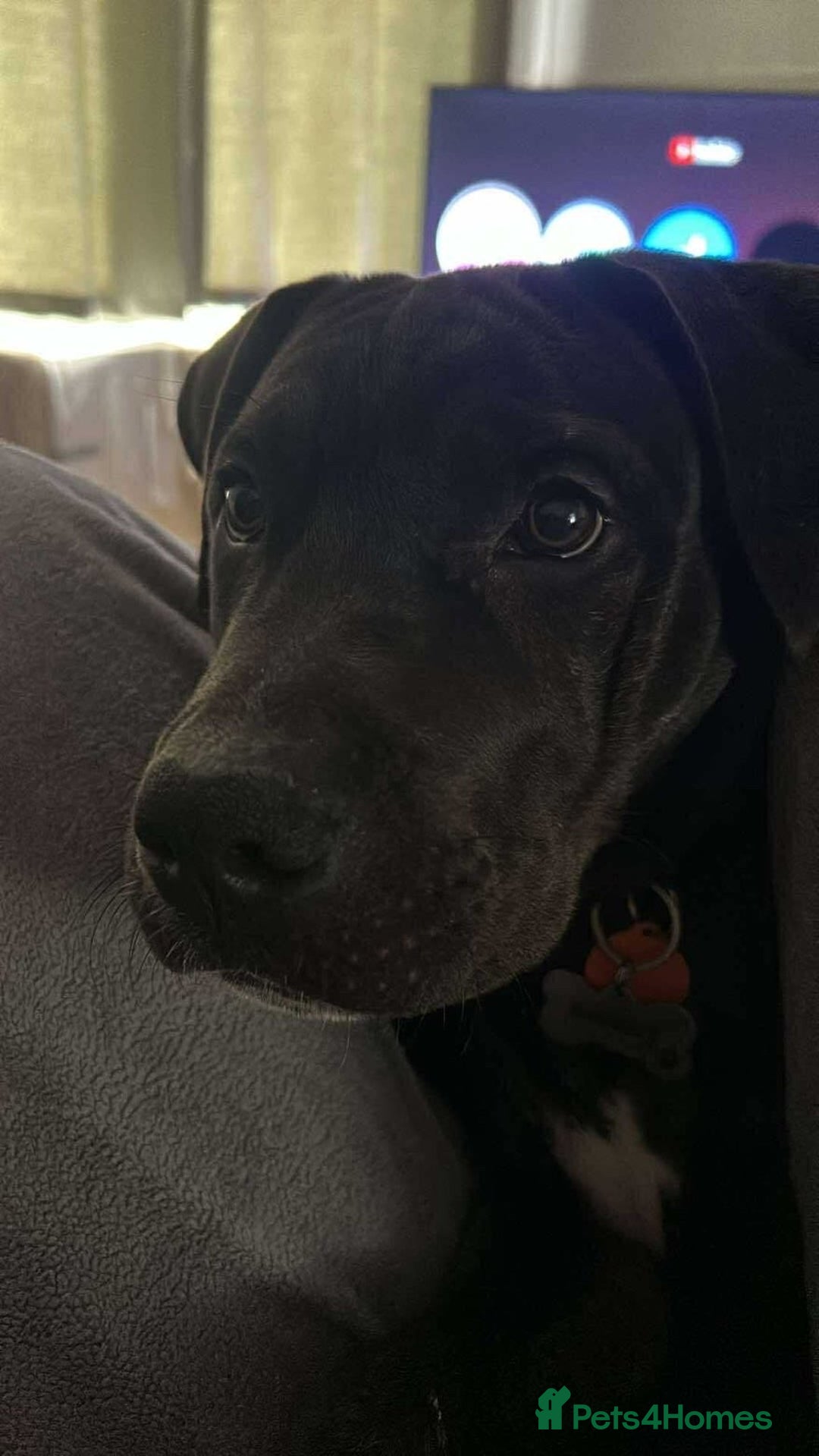 Mixed Breed dogs for sale: Cane Corso X Staffy Male - Advert 3