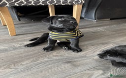 Mixed Breed dogs for sale: Labrador/German Shepherd  - Image 9