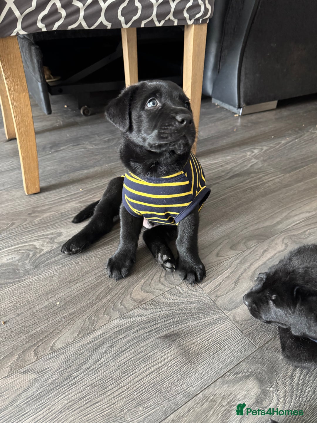 Mixed Breed dogs for sale: Labrador/German Shepherd  - Image 9