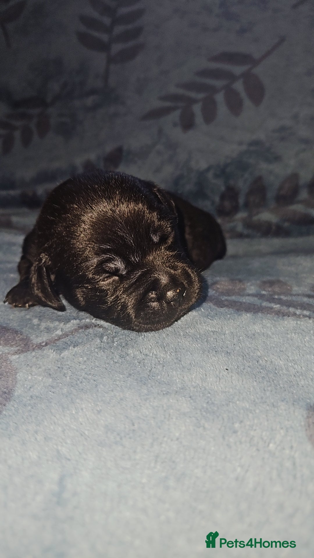 Staffordshire Bull Terrier dogs for sale: KC KING FURY X KASSIUS DAUGHTER PUPS  - Advert 17
