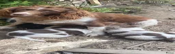 English Springer Spaniel dogs for sale: Spaniel puppies  - Advert 8