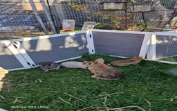 Netherland Dwarf rabbits for sale: Various Netherland Dwarfs available from £20 - Image 12