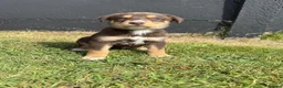 Mixed Breed dogs for sale: 🐾 Doberman x Siberian Husky Puppies –Ready Now 🐾 in Walsall - Advert 4
