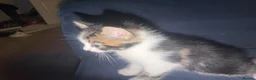 Mixed Breed cats for sale: Baby kitten in Harrow - Advert 6