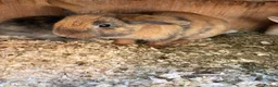 Mixed Breed rabbits for sale: Baby rabbits Harlequins  - Advert 8